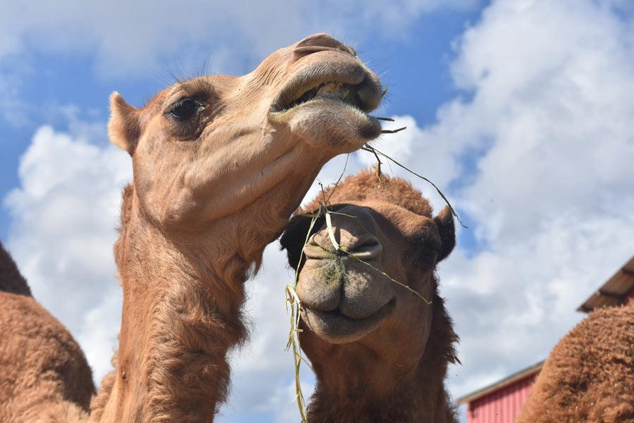 Camel Ride through the Marrakech Palm Grove - Saharies