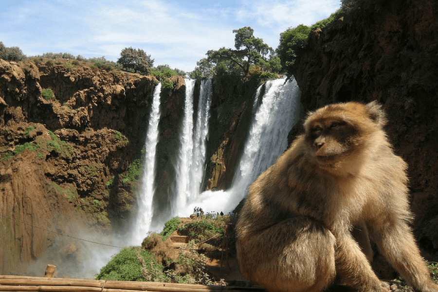 Shared Day trip to Ouzoud waterfalls from Marrakech - Saharies
